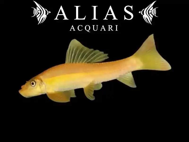 Gyrinocheilus Aymonieri Gold