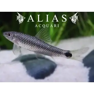 Crossocheilus Reticulatus