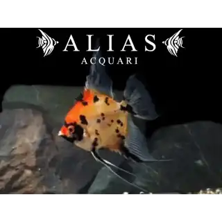 Pterophyllum scalare Koi Full Orange