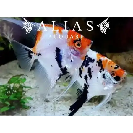 Pterophyllum scalare Koi
