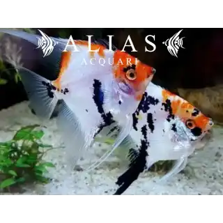 Pterophyllum scalare Koi