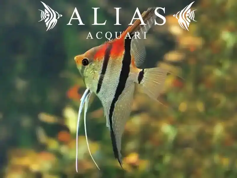 Pterophyllum scalare Manacapuru red beck
