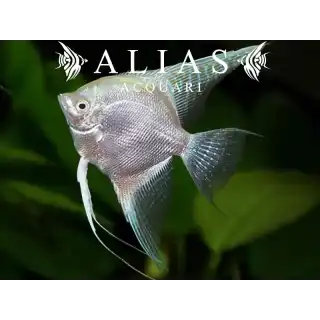 Pterophyllum scalare Platinum