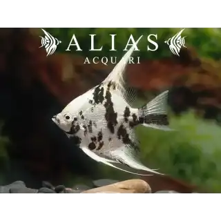 Pterophyllum scalare Platinum Panda