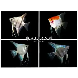 Pterophyllum scalare mix