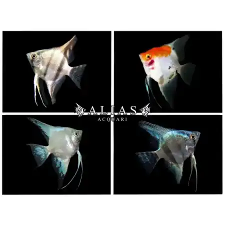 Pterophyllum scalare mix