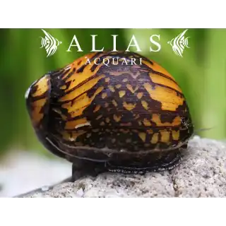 Neritina sp. batik