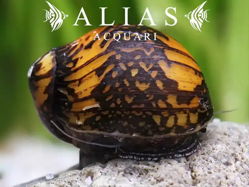 Neritina sp. batik