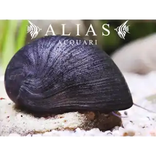 Neritina sp. black helmet