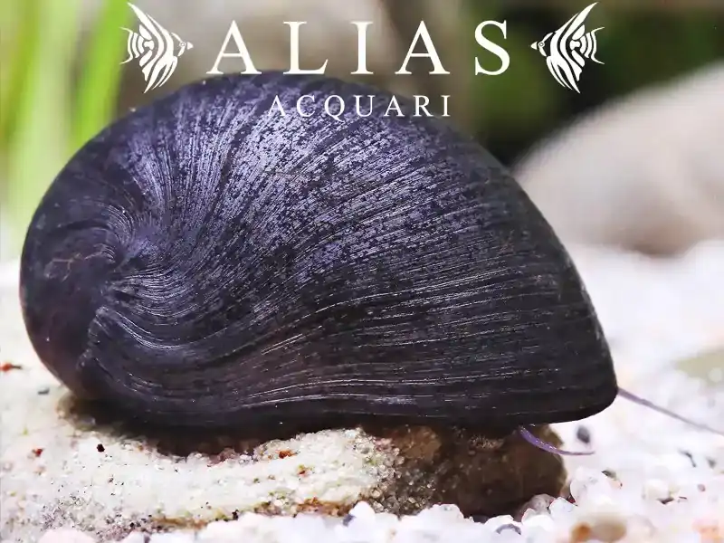 Neritina sp. black helmet