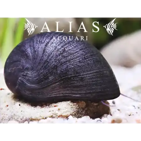 Neritina sp. black helmet