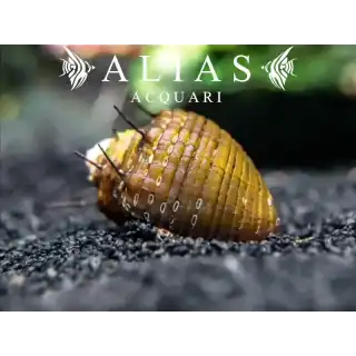 Neritina sp. hair snail