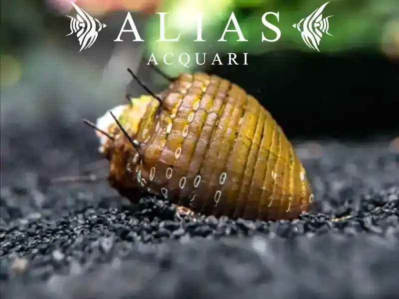 Neritina sp. hair snail
