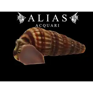 Cerithidea Balteata sp. king