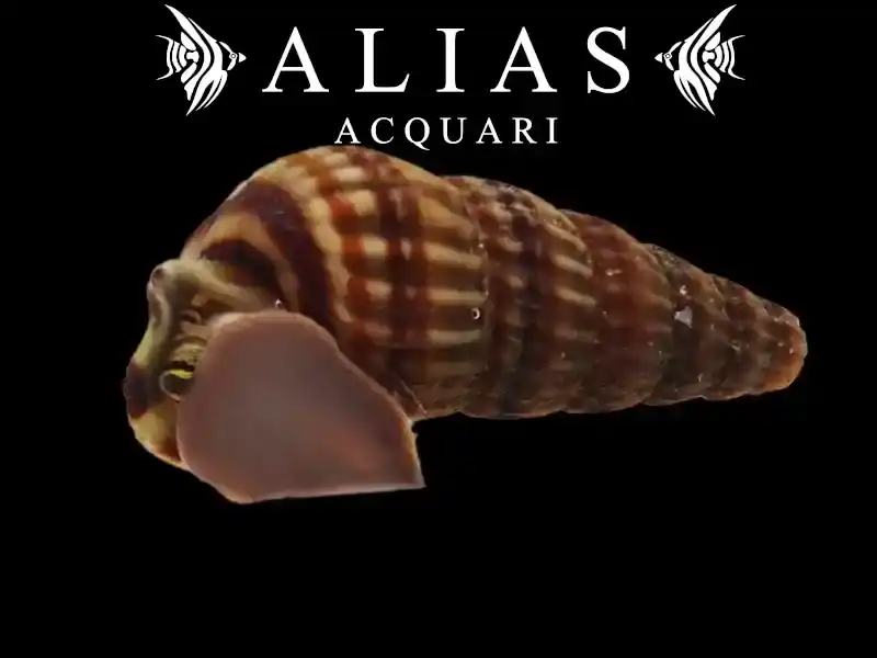 Cerithidea Balteata sp. king