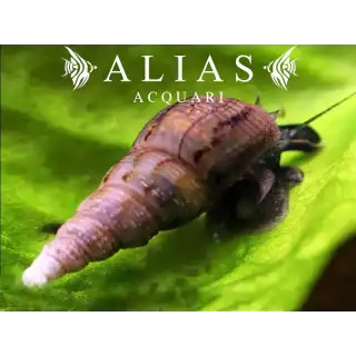 Melanoides tuberculata