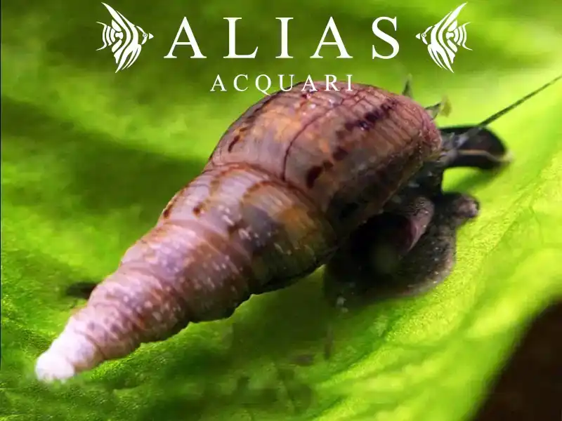 Melanoides tuberculata