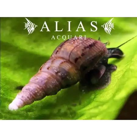 Melanoides tuberculata