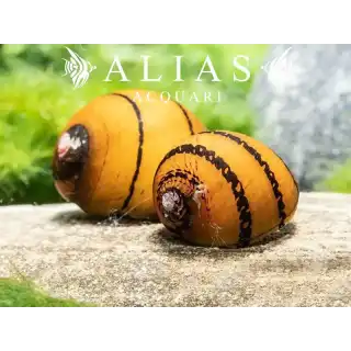 Neritina sp. ring