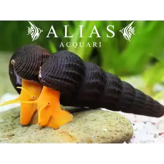 Tylomelania orange rabbit