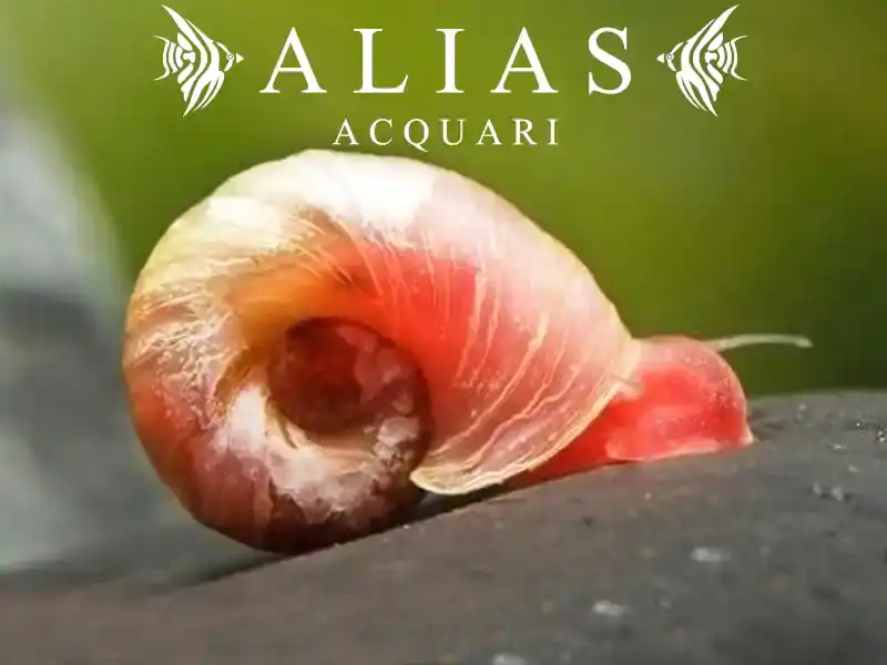 Planorbella duryi pink