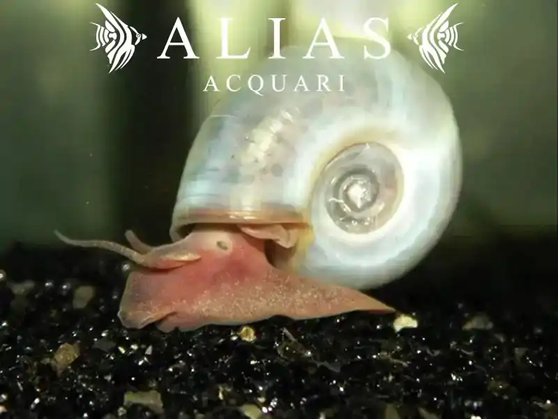 Planorbella duryi