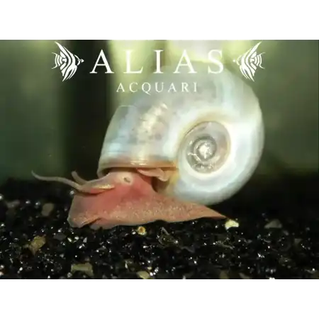 Planorbella duryi