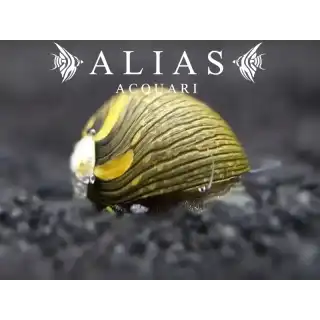 Neritina sp. Snail Sun