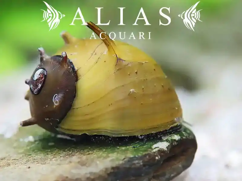 Clithon sp. Thorn