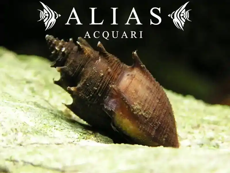 Thiara Scabra