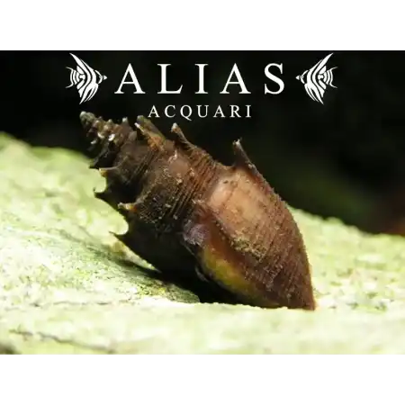 Thiara Scabra