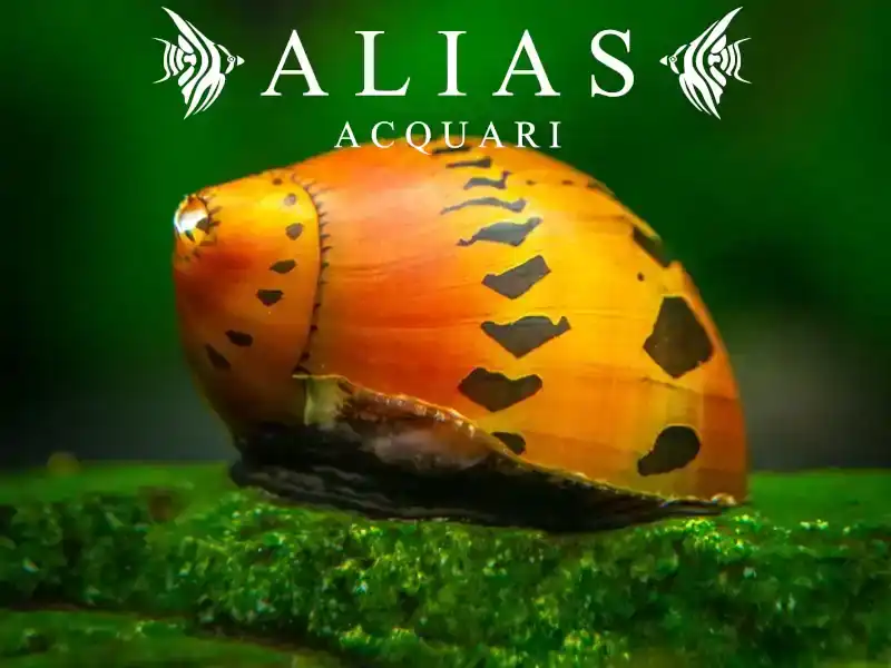 Neritina sp. tigre