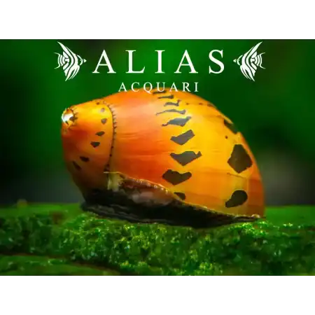 Neritina sp. tigre