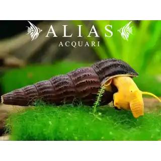 Tylomelania yellow rabbit