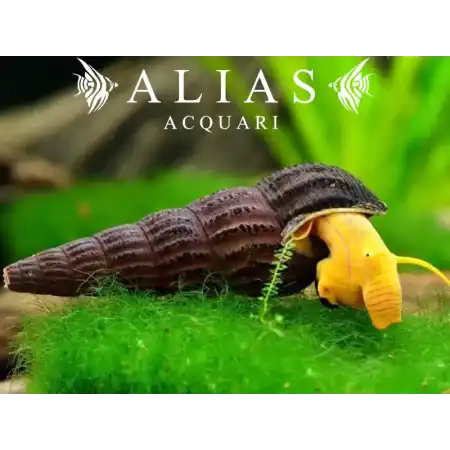 Tylomelania yellow rabbit