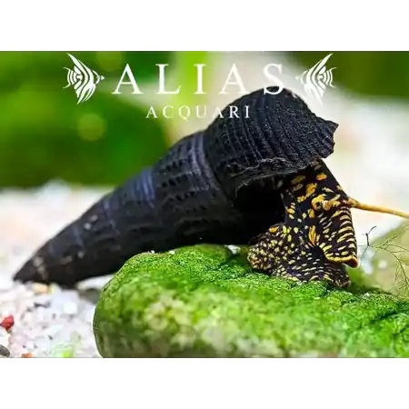 Tylomelania sp. yellow spot