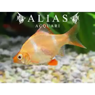 Barbus Tetrazona Albin