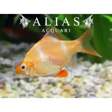 Barbus Tetrazona Albin