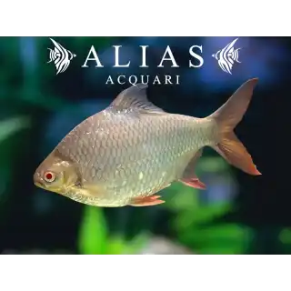 Barbus schwanenfeldi albino