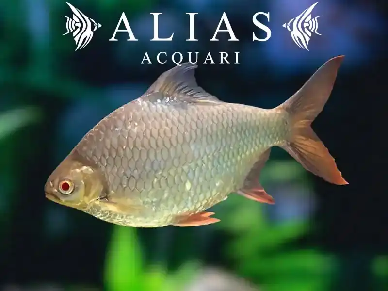 Barbus schwanenfeldi albino