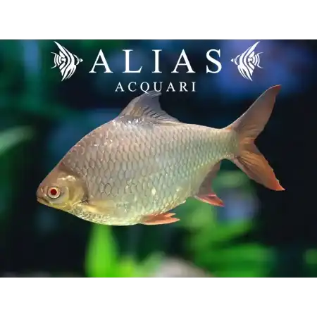 Barbus schwanenfeldi albino