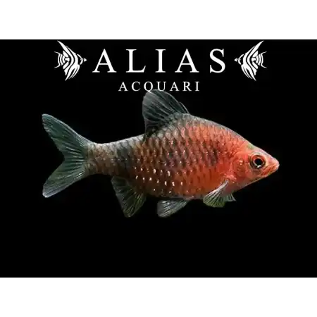 Barbus nigrofasciatus