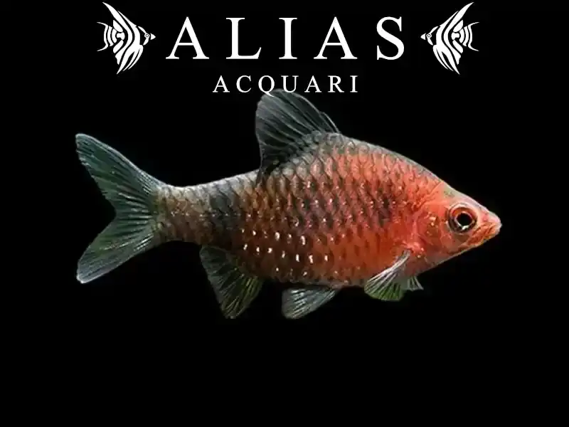 Barbus nigrofasciatus