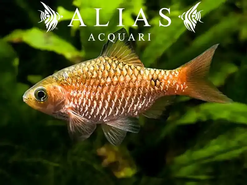 Barbus conchonius diamant