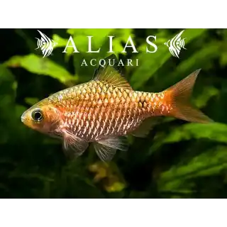 Barbus conchonius diamant