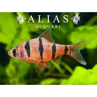 Barbus Pentazona