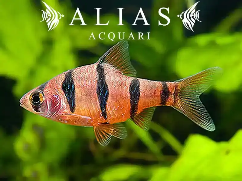Barbus Pentazona
