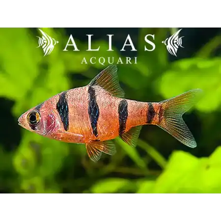 Barbus Pentazona