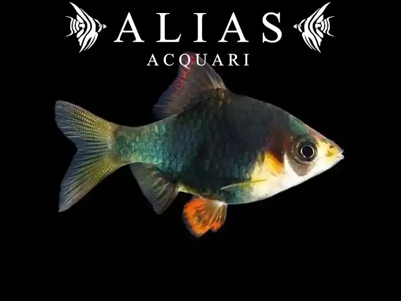 Barbus Tetrazona Green