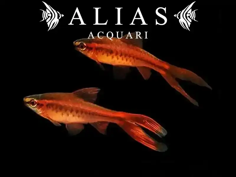 Barbus Titteya long fin